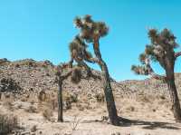 🇺🇸 Visit Joshua Tree National Park