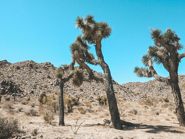 🇺🇸 Visit Joshua Tree National Park