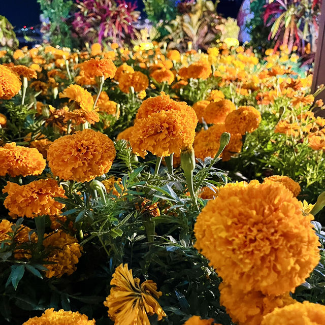 "Royal Floria Putrajaya: A Stunning Floral Festival Featuring Orchids and Diverse Blooms" "Royal Floria Putrajaya: A Stunning Floral Festival Featuring Orchids and Diverse Blooms"