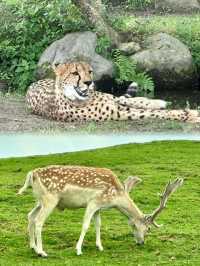 九州自然動物公園-坐可愛「叢林巴士」，與野生猛獸零距離接觸
