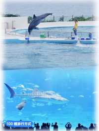 【沖繩水族館】親子遊好去處！近距離觀賞鯨鯊