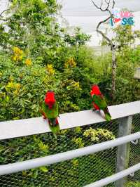 🇸🇬 Colourful Lory Loft