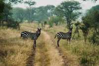 5 Day Tanzania Wildlife Safari Explore Serengeti, Ngorongoro Crater Lake Manyara and Tarangire