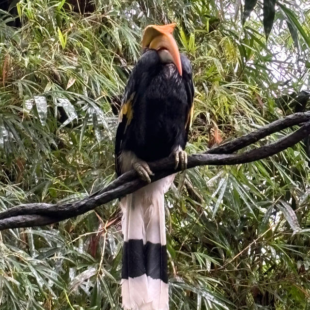 吉隆坡雀鳥公園：鳥類的天堂 🌈🐦
