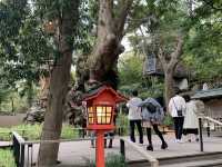 熱海観光　来宮神社