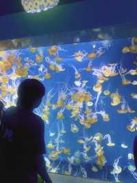 【祝🎉20周年！】展示会が魅力的な新江ノ島水族館🦭