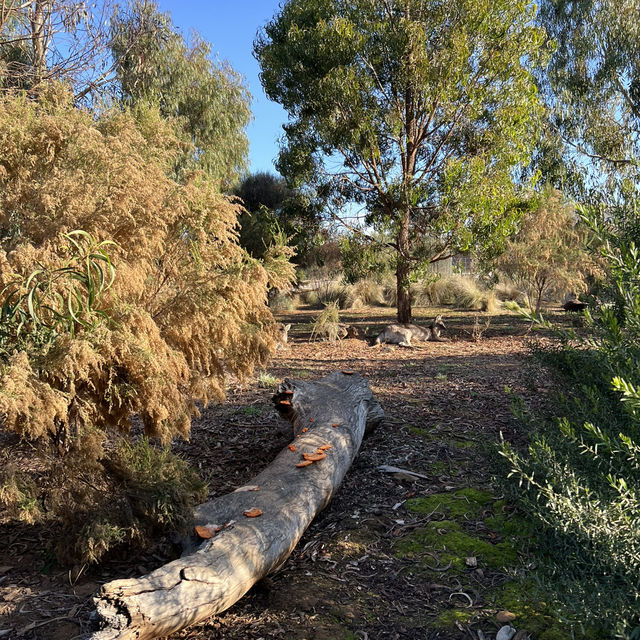 美食驚喜：Werribee Open Range Zoo 餐廳