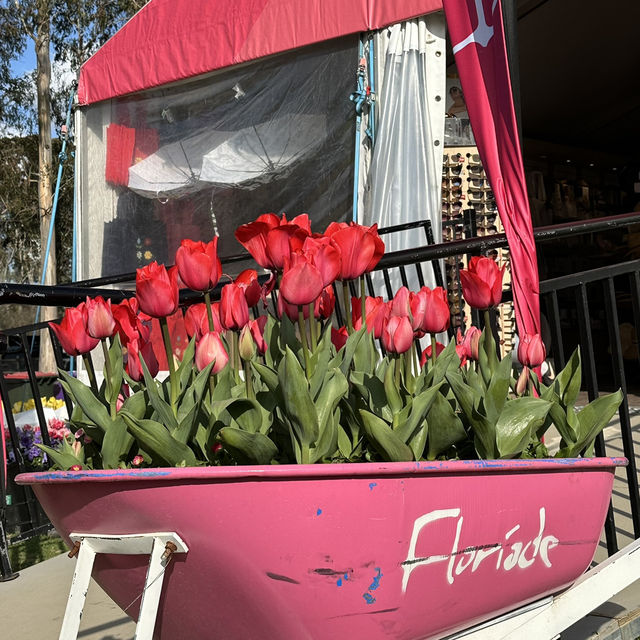 堪培拉花展好美
