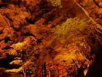 【愛知】紅葉をみるならココ！