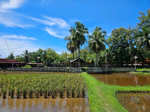 A nice visit to the paddy museum at Langkawi, Laman Padi