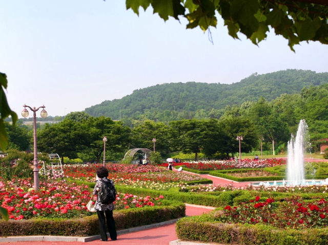 인천 대공원에 꽃 보러 오세용