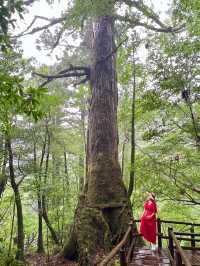 まるで もののけな パワースポット🌳