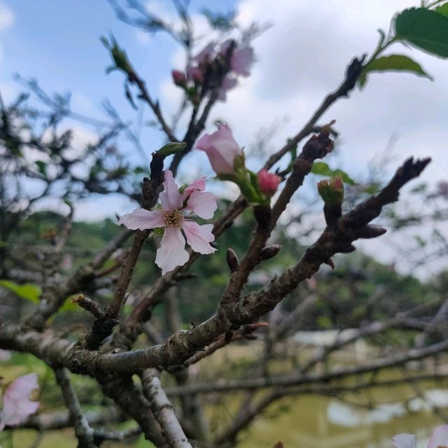 #櫻花盛開
