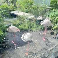 Pata Zoo Bangkok 