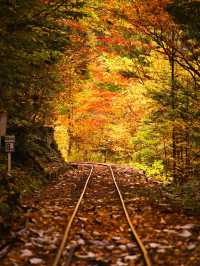 【長野】アメリカの紅葉を彷彿とさせる絶景🍁攻略&周辺観光情報付き✨