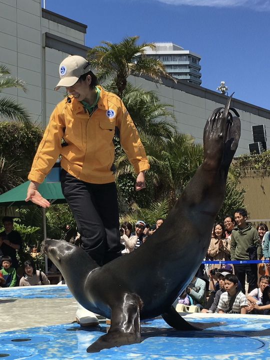 【東京🇯🇵】空飛ぶペンギンを見に行こう🐧