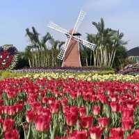 一年四季都能賞花「中社觀光花市」🌹