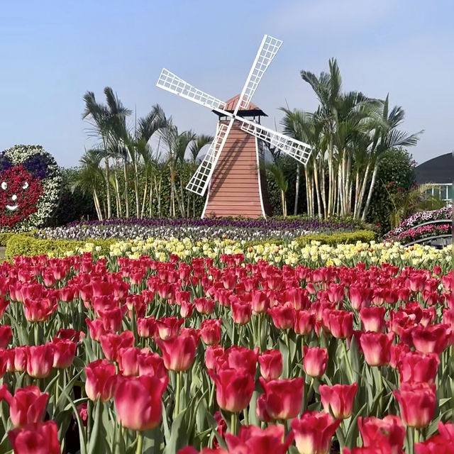 一年四季都能賞花「中社觀光花市」🌹