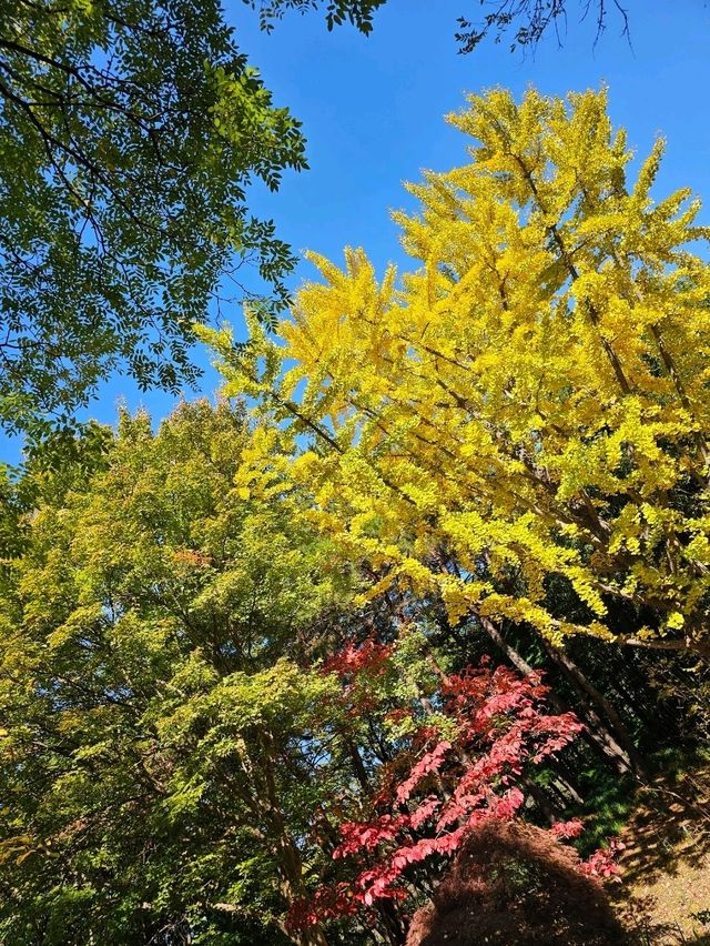 가을 🍂 이맘때쯤 대구에서 열리는 국화축제