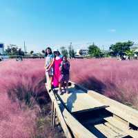 Pink Paradise: Pyeongtaek’s Autumn Gem