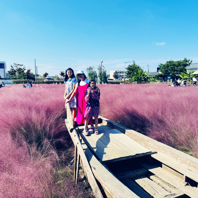 Pink Paradise: Pyeongtaek’s Autumn Gem