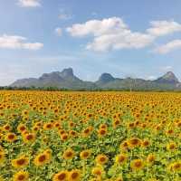 ต้อนรับฤดูหนาวด้วยทุ่งทานตะวัน ณ เขาจีนแล ลพบุรี
