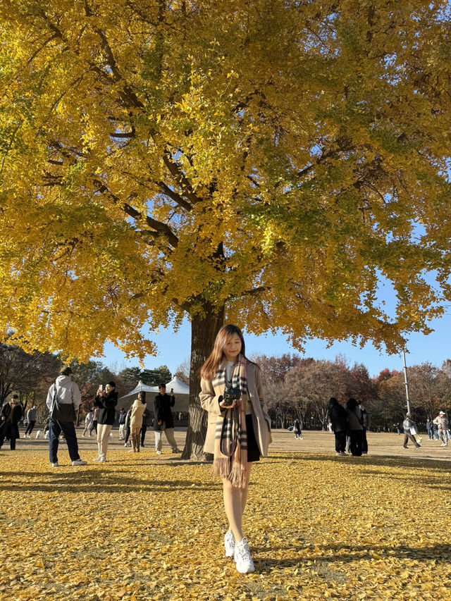 🍂首爾市內最美銀杏公園