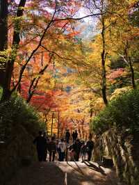 【紅葉特集】ここ無料⁉️満足度1000%🤩一生に一度は行きたい愛知の紅葉🍁