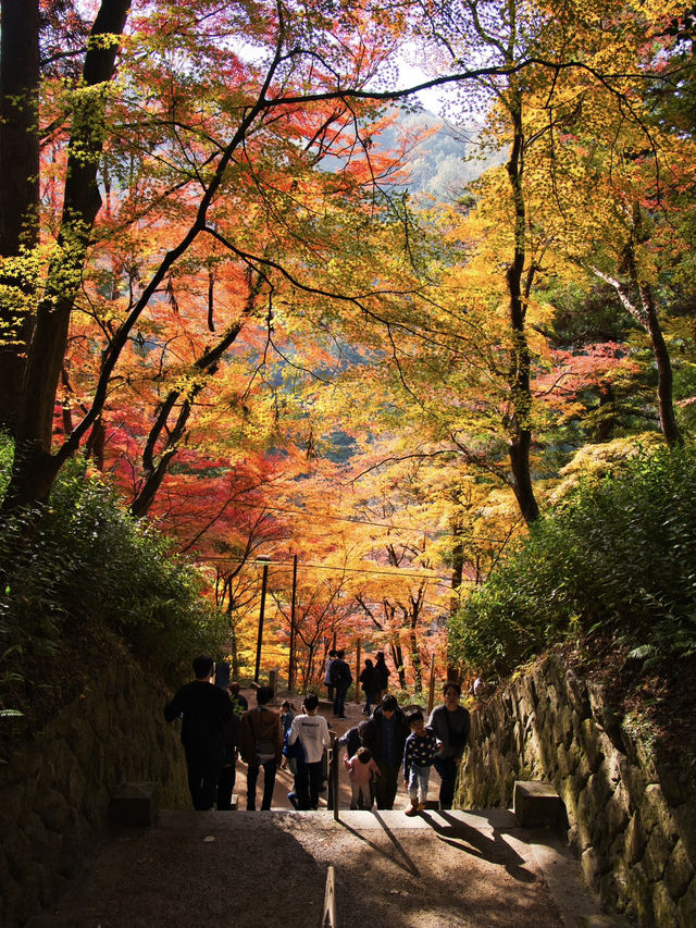 【紅葉特集】ここ無料⁉️満足度1000%🤩一生に一度は行きたい愛知の紅葉🍁