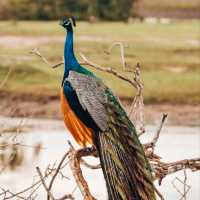 BEAUTIFUL YALA  NATIONAL PARK.