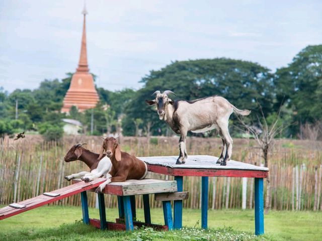 ฟาร์มแกะทหารช่าง 🐑 