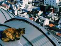 長崎🇯🇵 格洛弗天空之路