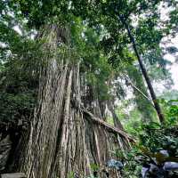 Monkey Forest Sanctuary