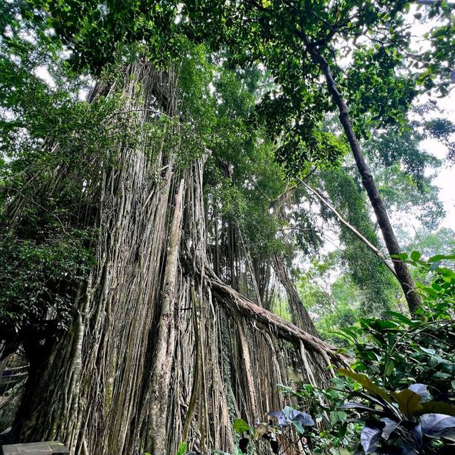Monkey Forest Sanctuary
