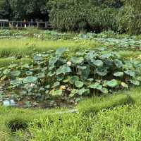 🌿 香港濕地公園：與自然共舞的美好時光 🌿