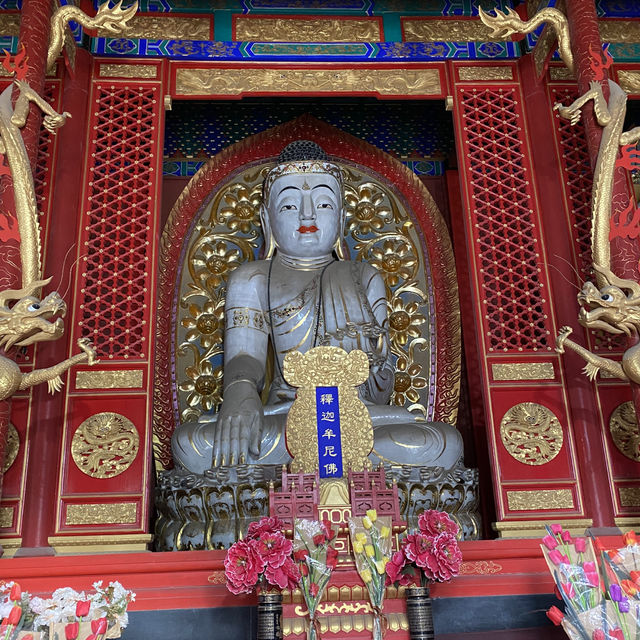 🇨🇳봉래 신비로운 삼선산풍경구의 내부와 귀여운 동물들🦢🐈‍⬛