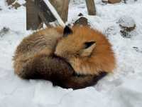 Feeling Foxy at Zao Fox Village