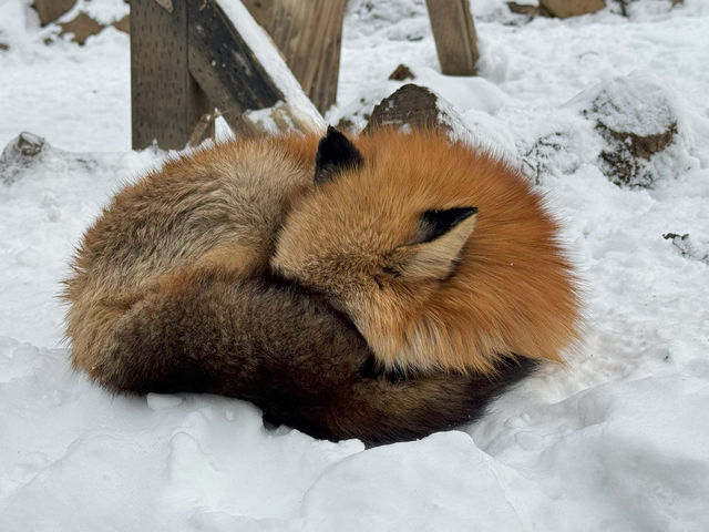 Feeling Foxy at Zao Fox Village