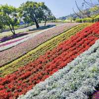 三層崎公園-五彩繽紛花田美麗景致，被譽為「台版富良野」