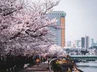 春の隅田川🌸桜並木と東京の風景を楽しむひととき