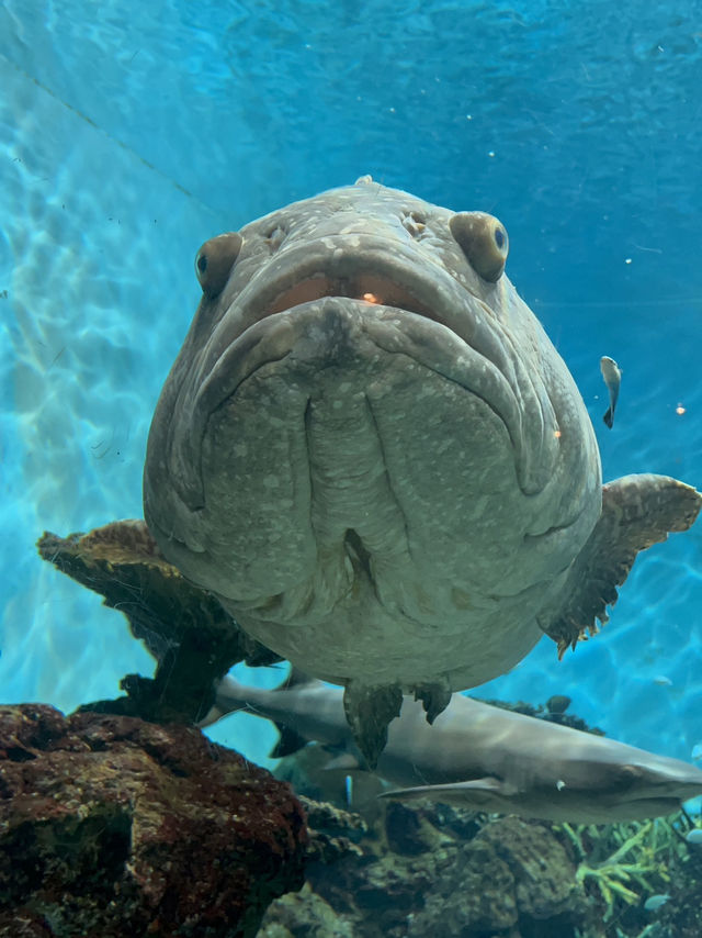【鹿児島】 いおワールドかごしま水族館🦭