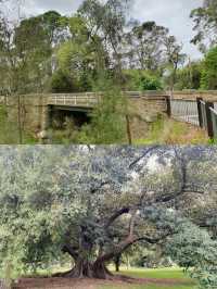 Botanic Park Adelaide
