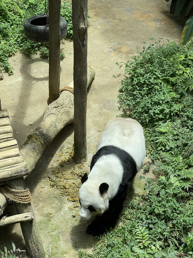 Zoo Negara Malaysia: A Wildlife Adventure Awaits! 🦁🐯