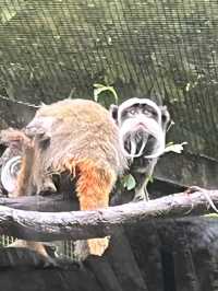 Animals at Singapore’s Zoo
