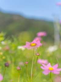 【岡山県/北房】高速からすぐのコスモス畑ならここ！