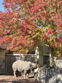 東山動物植物園-紅葉與動物構成和諧，而且美麗的景色