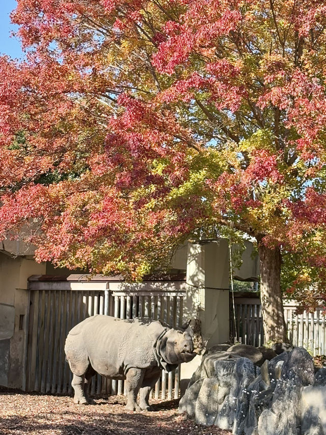 東山動物植物園-紅葉與動物構成和諧，而且美麗的景色