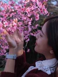 ชมดอกซากุระบาน 🌸 รับวาเลนไทน์กัน