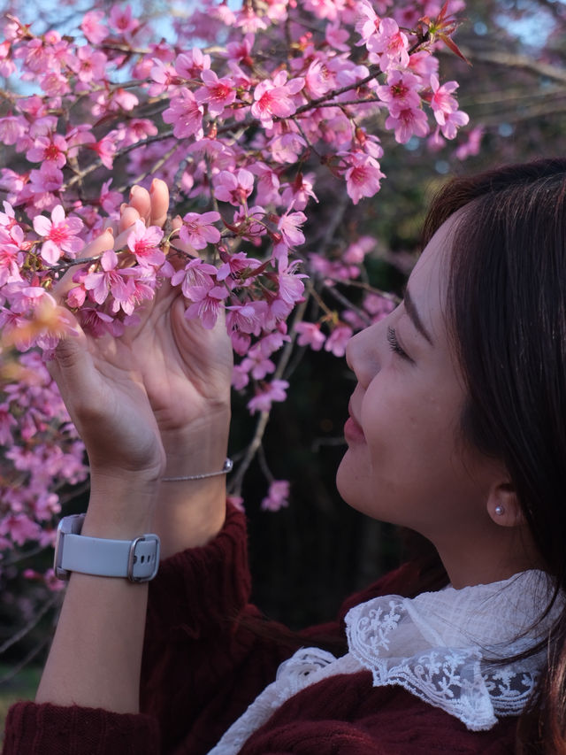 ชมดอกซากุระบาน 🌸 รับวาเลนไทน์กัน
