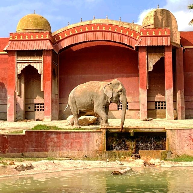 穿越三大洲的動物旅程